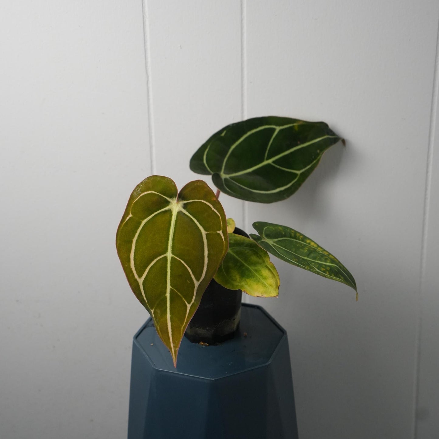 Anthurium Carla RA 10 clone x (Pre-numbered Carlaxself)