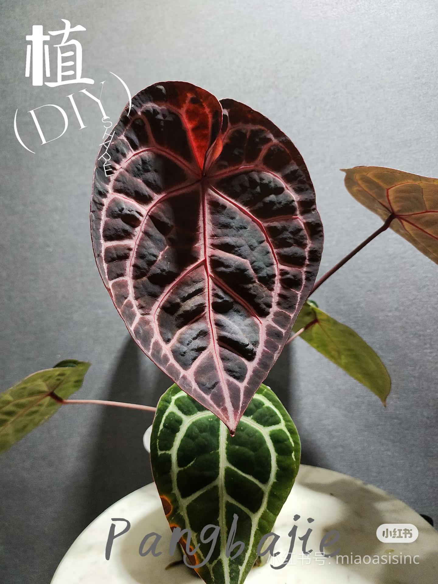Anthurium (Bess aff x wonderboy A) x self Seeldings--grower choice US seller