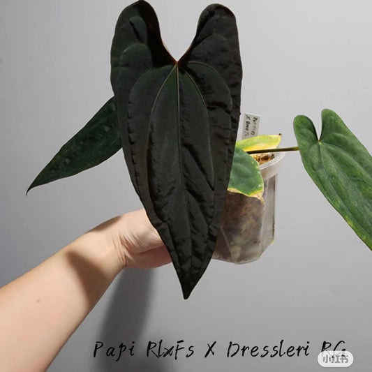 Anthurium Papi （RLxFS  X Dressleri RG）X self