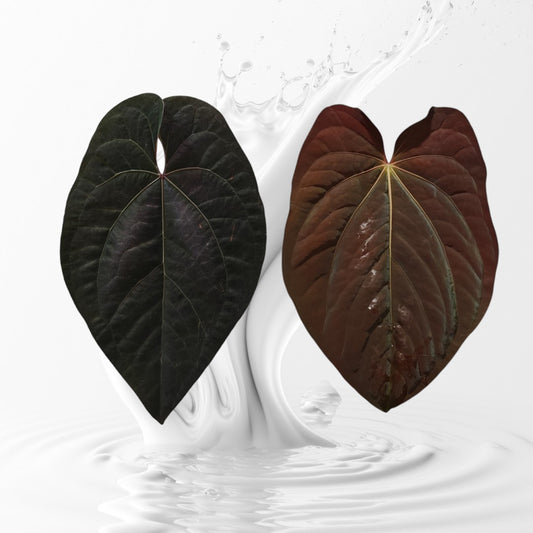 Anthurium AOS Tezula Dark Form x BVEP RA9 clone Seedling