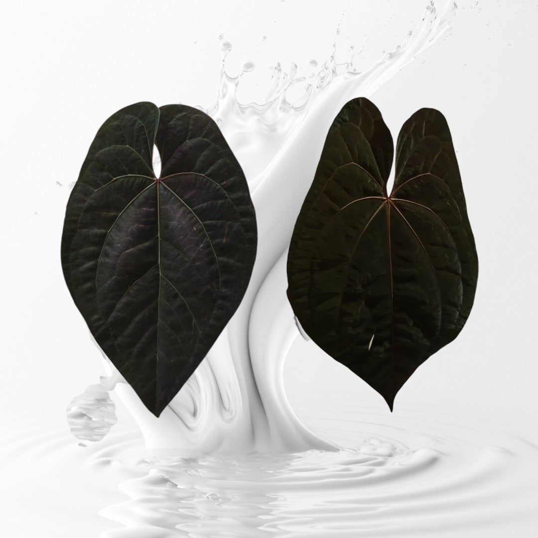 Anthurium AOS Tezula Dark Form x RVDP Seedlings