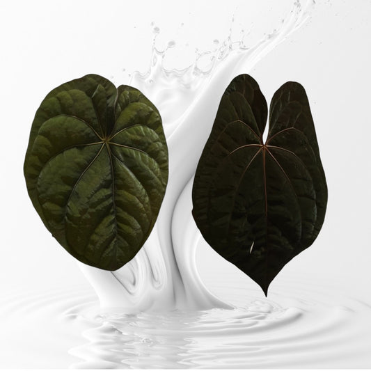 Anthurium dressleri RG #2 clone x RVDP clone seedlings