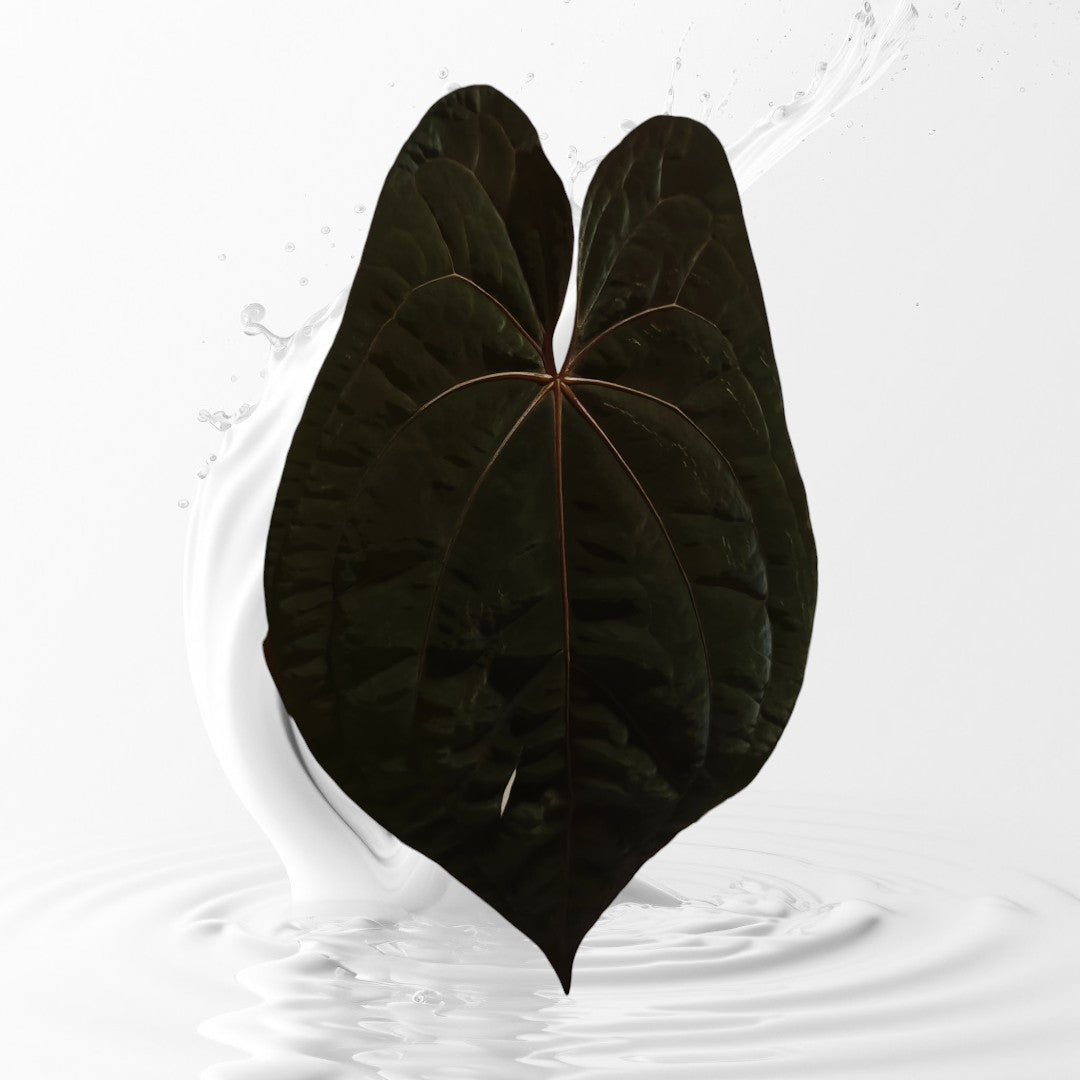 Anthurium AOS Tezula Dark Form x RVDP Seedlings