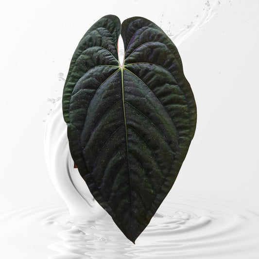 Anthurium Papillilaminum SwampBunny Clone