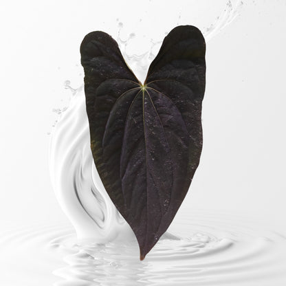Anthurium Papillilaminum Ra 18 x Dadbod Clone large Seedlings