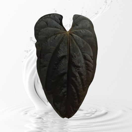 Anthurium Panamama x (Papi RFLxfs X Dressleri RG F2) seedling