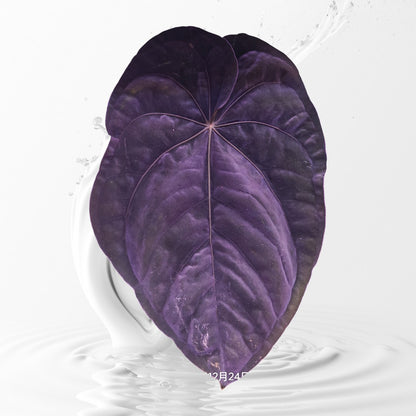 Anthurium Dressleri RG #2 Clone