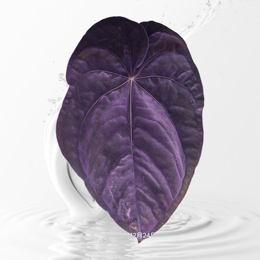 Anthurium Dressleri RG #2 Clone