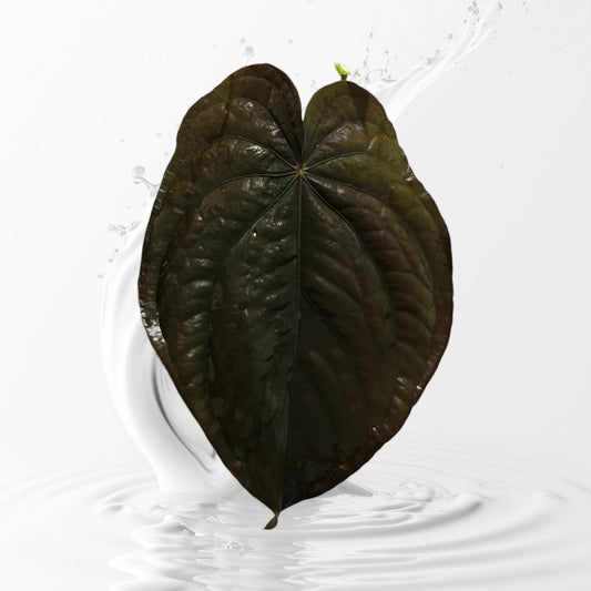 Anthurium Dressleri Windy
