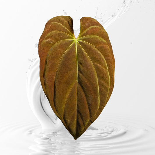 Anthurium Antolakii (BVEP) Mia Clone