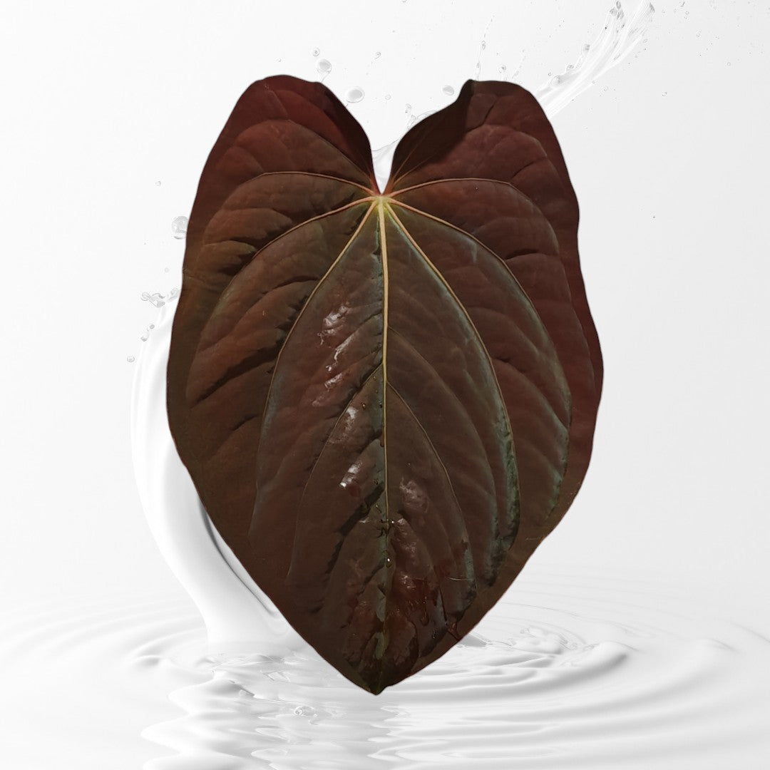 Anthurium BVEP RA9 Clone X Dressleri RG F1 clone seedling – MiaOasis