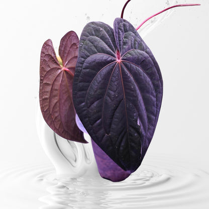 anthurium dark night Anthurium Night Dragon Clone Prop – MiaOasis