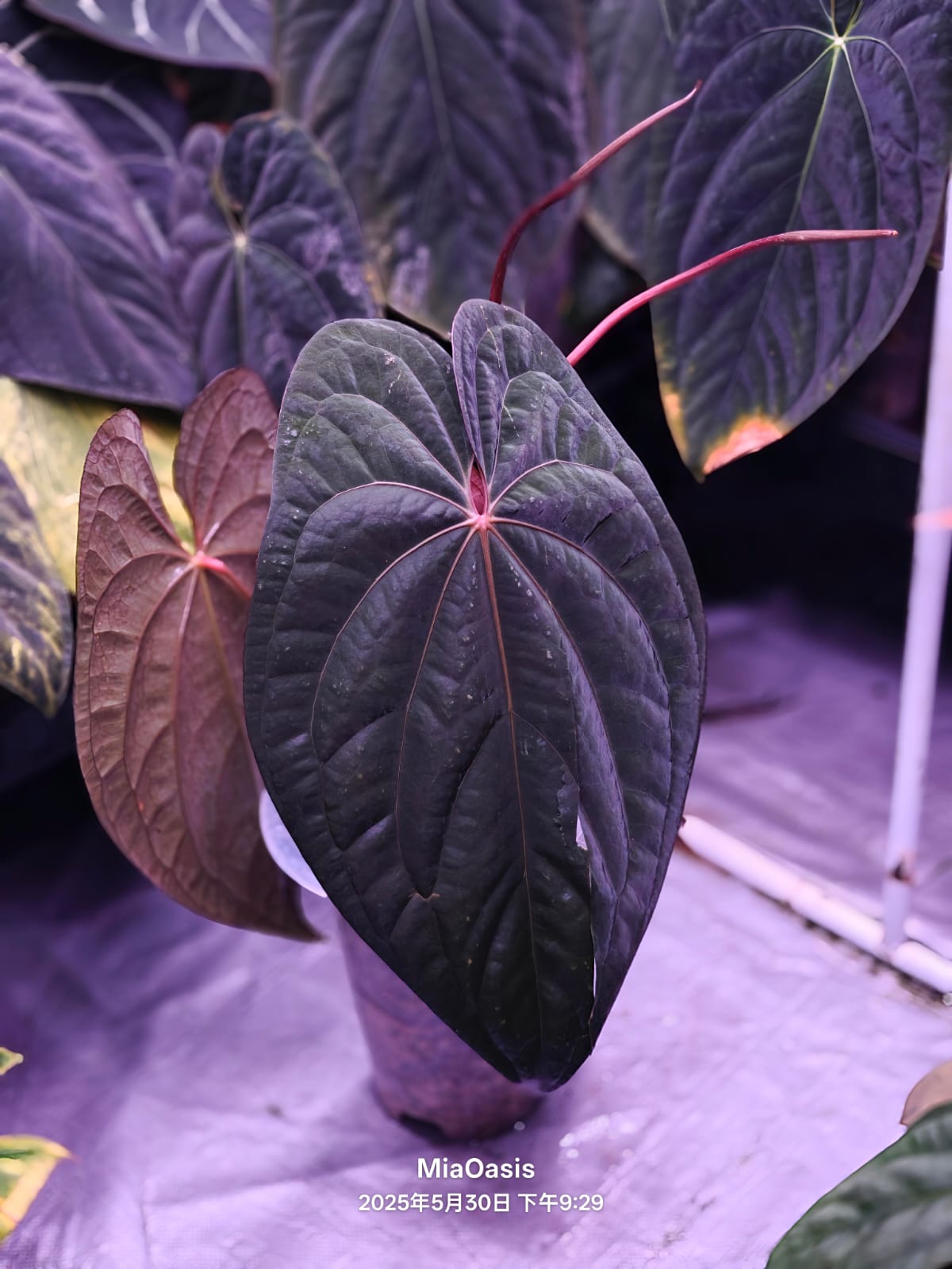 anthurium dark night Anthurium Night Dragon Clone Prop
