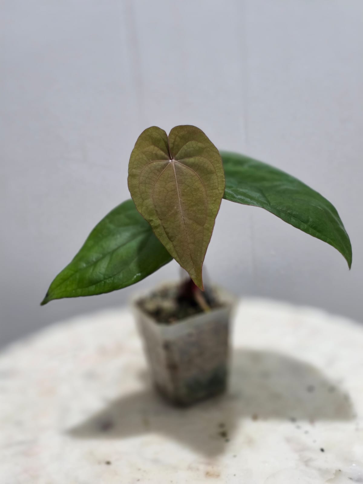 Anthurium Night Dragon Clone Prop