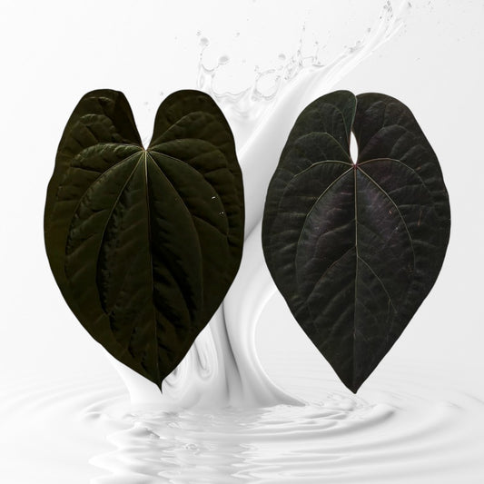 Anthurium  Dark Prism seedling X AOS Tezula Dark Form Seedling