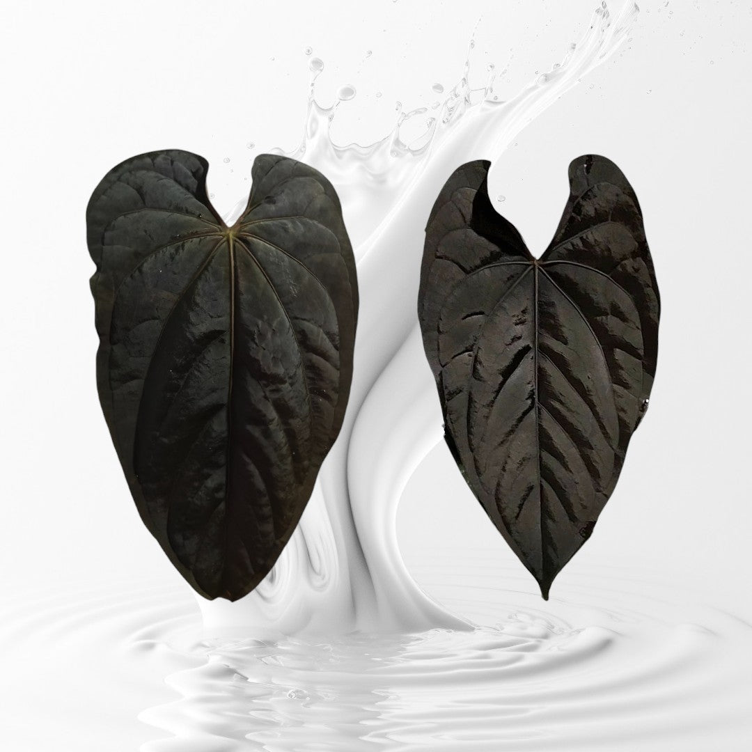 Anthurium Panamama x (Papi RFLxfs X Dressleri RG F2) seedling