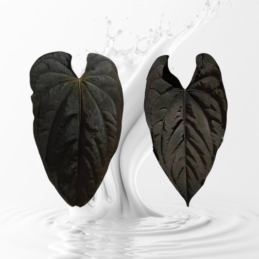 Anthurium Panamama x (Papi RFLxfs X Dressleri RG F2) seedling
