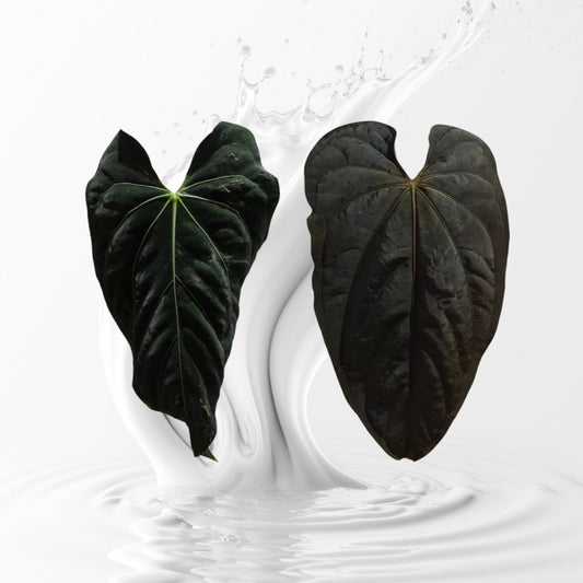 Anthurium Papixcarla X Panamama seedling