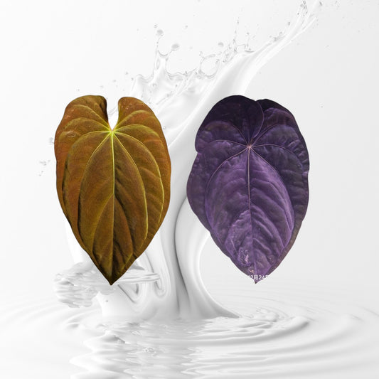 Anthurium BVEP Mia X Dressleri RG #2 clone small seedling