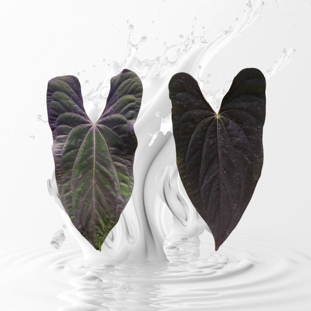 Anthurium Papillilaminum Ra 18 x Dadbod Clone large Seedlings