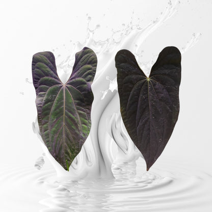 Anthurium Papillilaminum Ra 18 x Dadbod Clone large Seedlings
