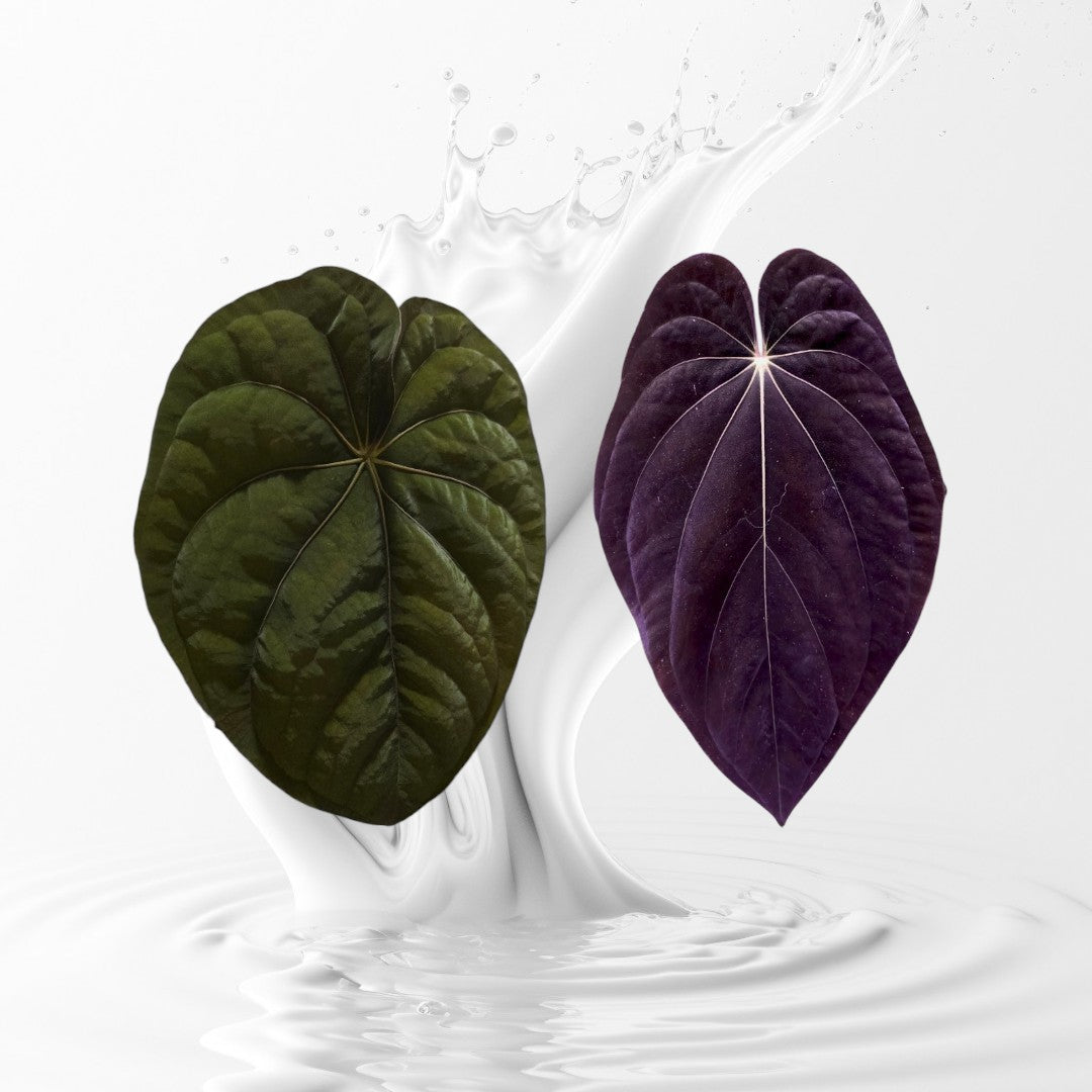 Anthurium dressleri RG #2 clone x BVEP Ra1 clone seedlings