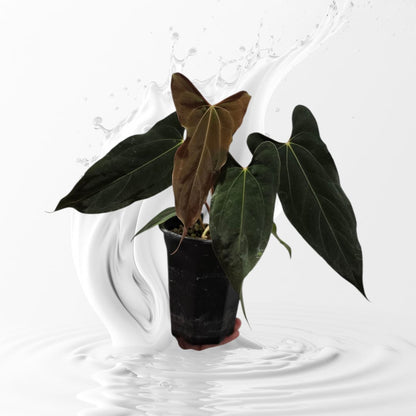Anthurium Papillilaminum Ralph Lynam Clone