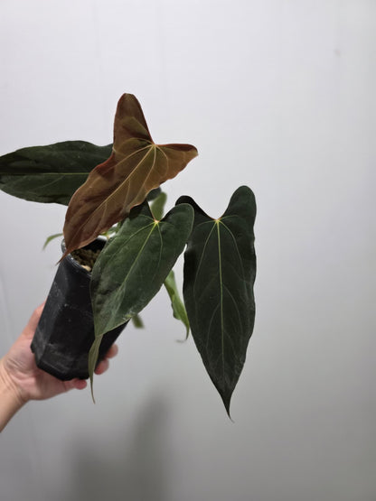 Anthurium Papillilaminum Ralph Lynam Clone