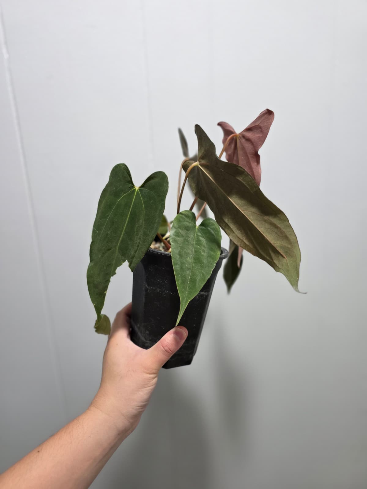 Anthurium Papillilaminum Ralph Lynam Clone – MiaOasis