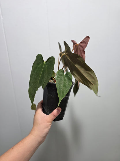 Anthurium Papillilaminum Ralph Lynam Clone