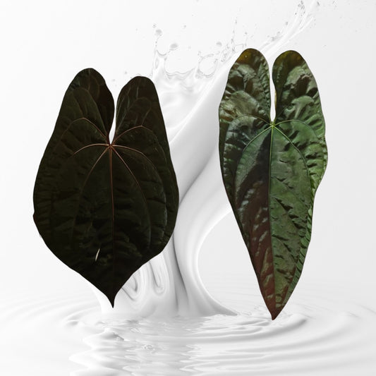 Anthurium RVDP x Papi RA 17 Clone Seedlings