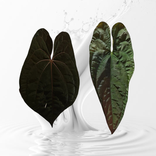 Anthurium RVDP x Papi RA 17 Clone Seedlings