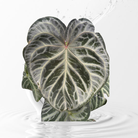 Anthurium Pink Lemonade Clone