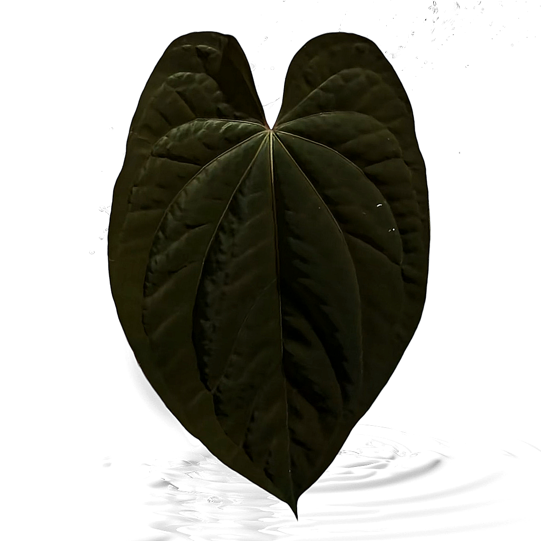 Anthurium  Dark Prism seedling X Papi x Carla Seedling