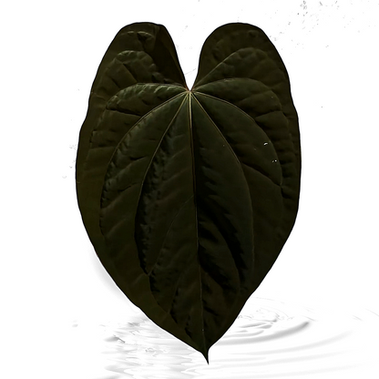 Anthurium  Dark Prism seedling X Papi x Carla Seedling