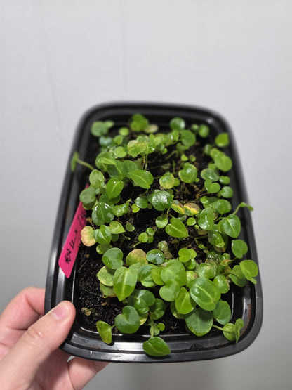 Anthurium Pink LemondaxRed crystal x Tezula seletecd Red Crystal  Seedling
