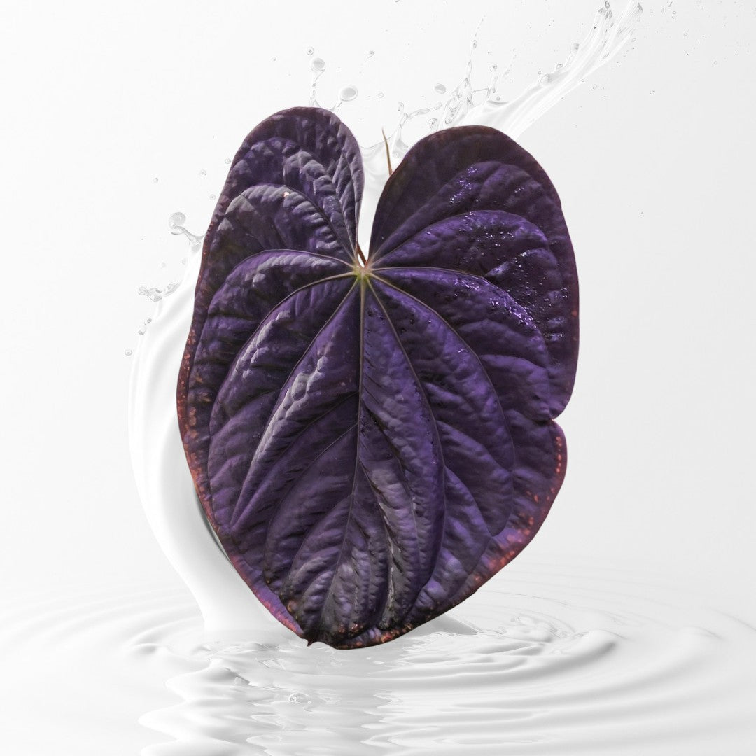 Anthurium  Dark Prism seedling X AOS Tezula Dark Form Seedling