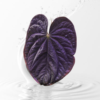 Anthurium  Dark Prism seedling X AOS Tezula Dark Form Seedling