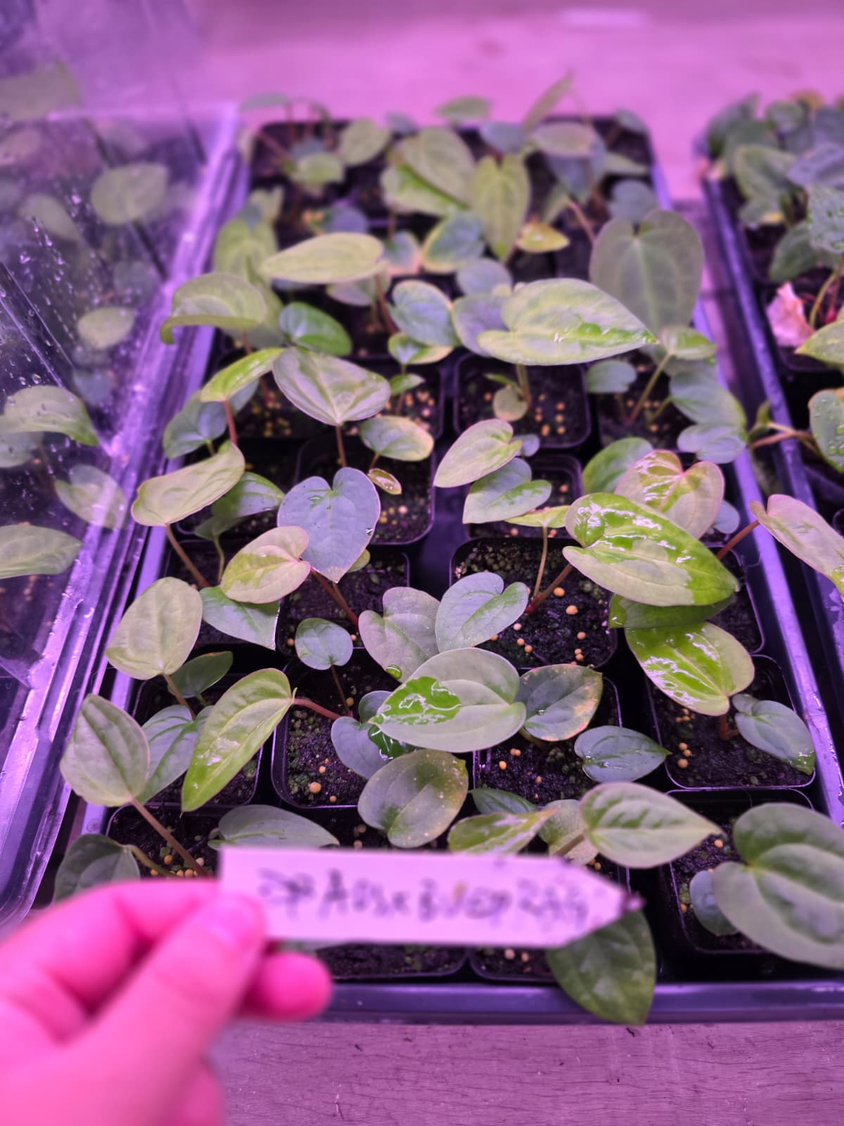 Anthurium AOS Tezula Dark Form x BVEP RA9 clone Seedling
