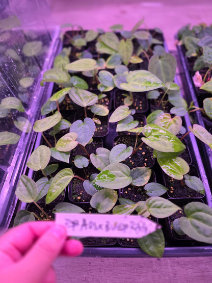 Anthurium AOS Tezula Dark Form x BVEP RA9 clone Seedling
