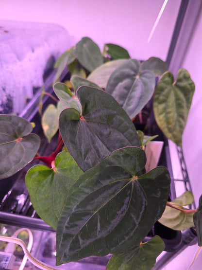 Anthurium dressleri RG #2 clone x RVDP clone large seedlings---US seller