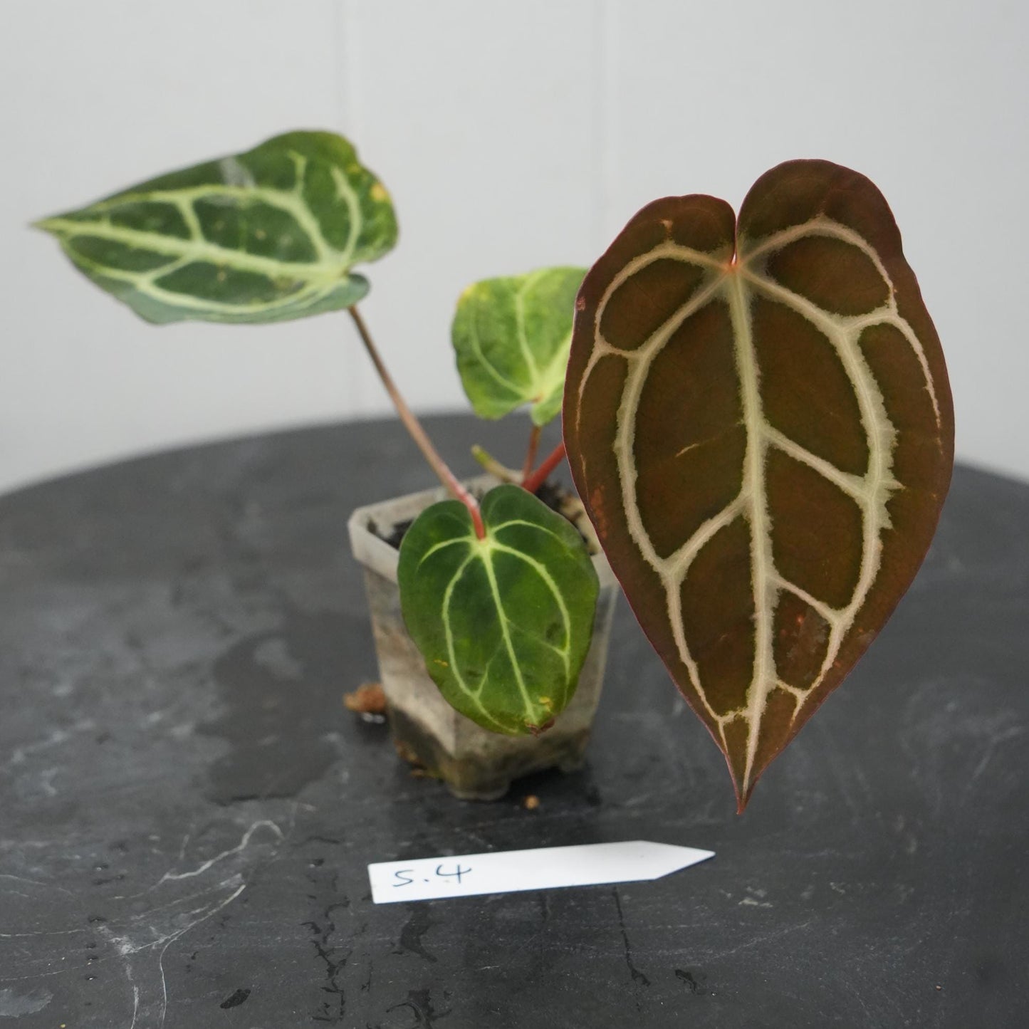 Anthurium Carla RA 10 clone x (Pre-numbered Carlaxself)