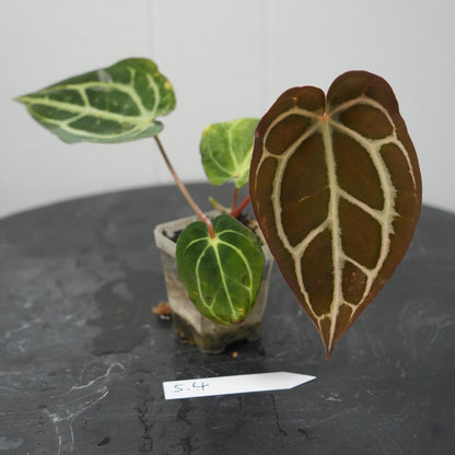 Anthurium Carla RA 10 clone x (Pre-numbered Carlaxself)