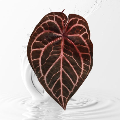 Anthurium Pink LemondaxRed crystal X  Tezula seletec Red Crystal--grower choice US seller