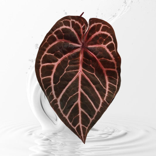 Anthurium Pink LemondaxRed crystal X  Tezula seletec Red Crystal--grower choice US seller