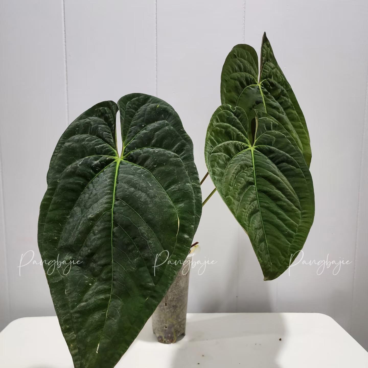 Anthurium Papi Swampbunny clone  X Self