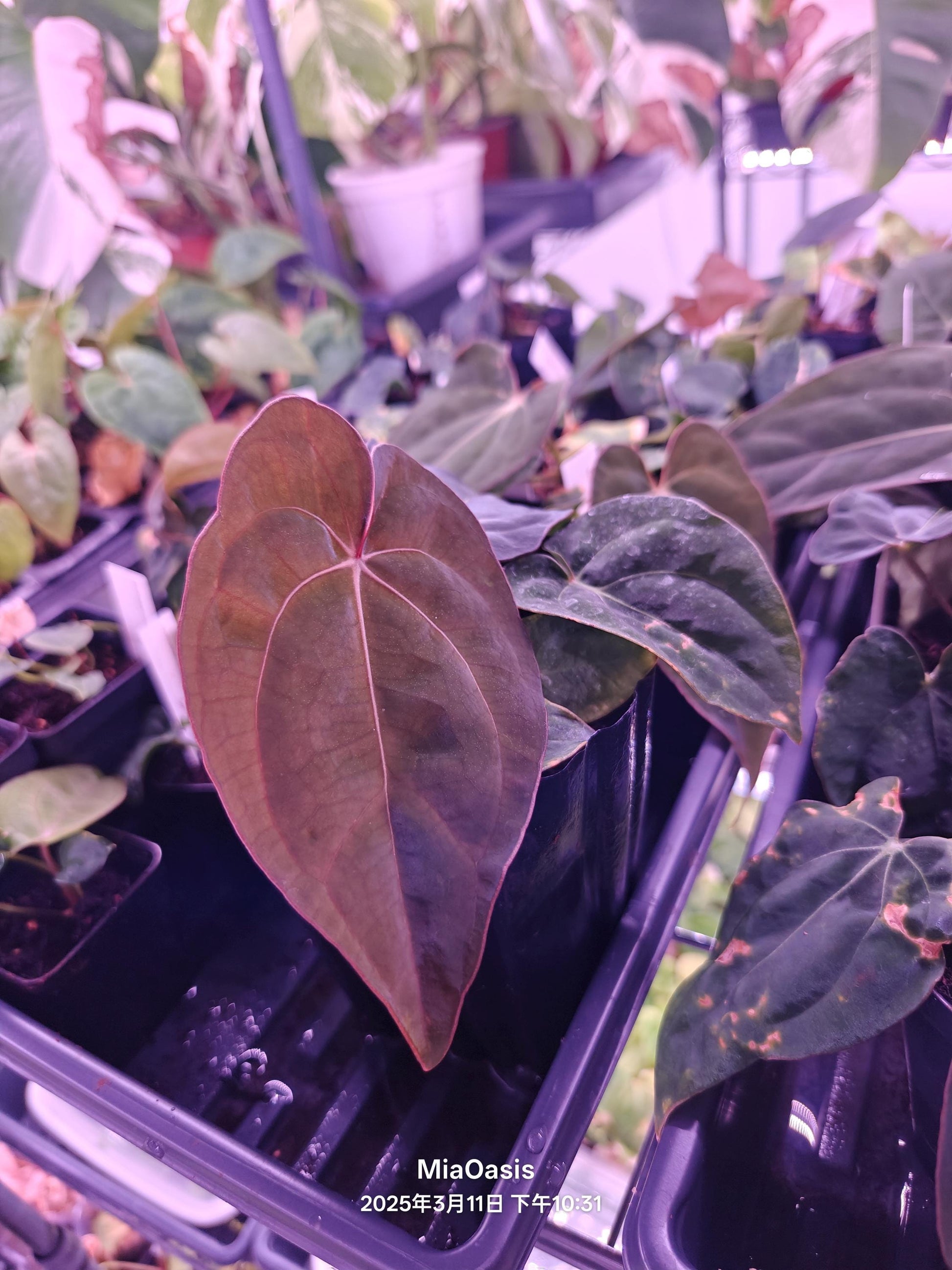 anthurium caycee Anthurium dressleri RG f2 x carlablackiae Amanda Xself seelding – MiaOasis
