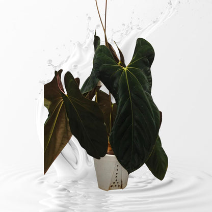 Anthurium AOS Tezula Dark Form x Papi Rlxfs small seedling---rare plant US Seller