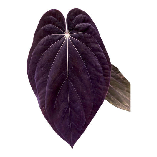 Anthurium dressleri RG #2 clone x BVEP Ra1 clone