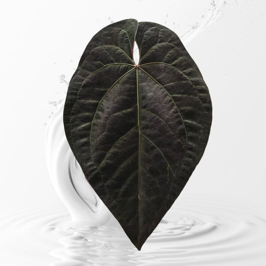 Anthurium AOS Tezula Dark Form x self germinated 1-2leaf sedling---rare plant US Seller